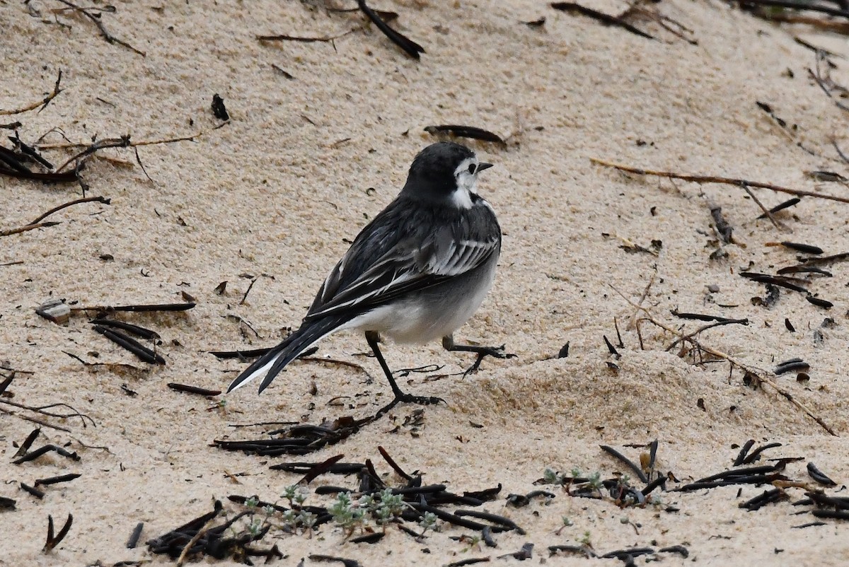 White Wagtail (British) - ML646933329