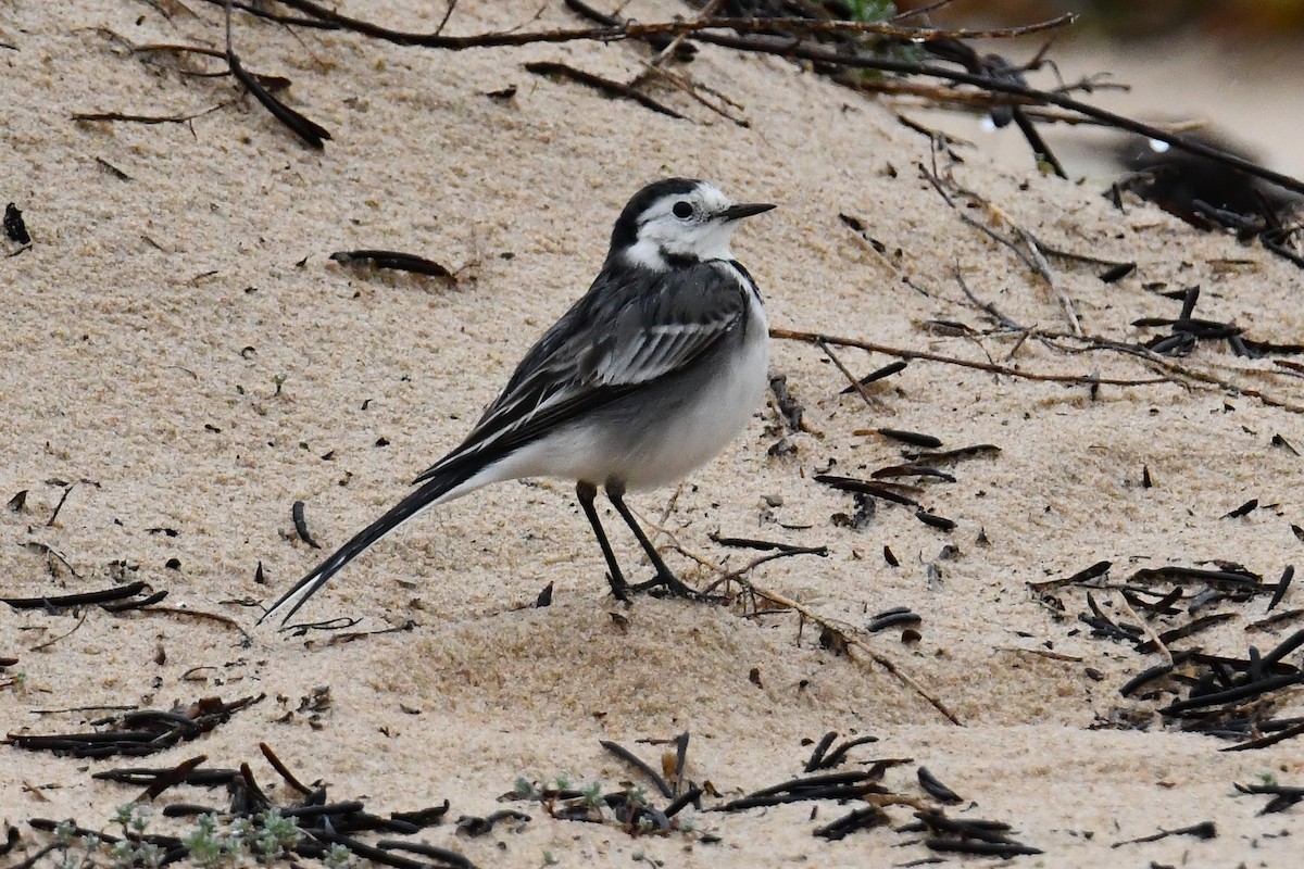 White Wagtail (British) - ML646933330
