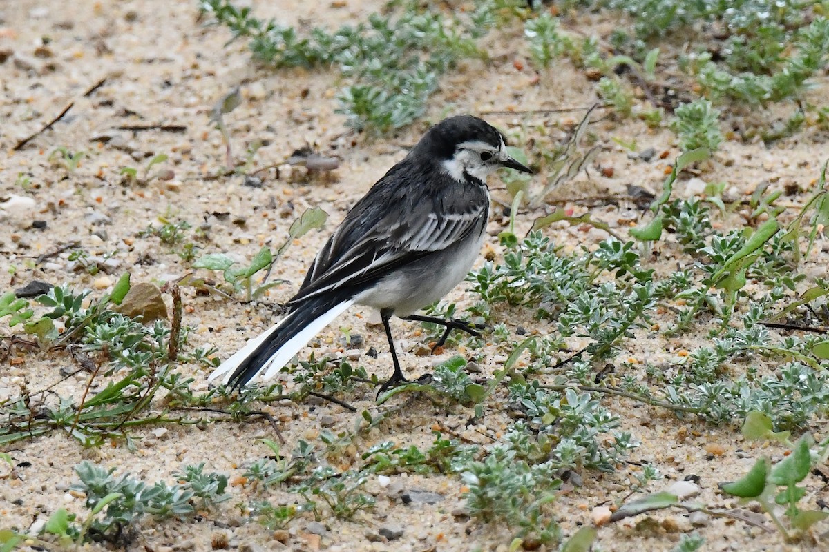 White Wagtail (British) - ML646933331