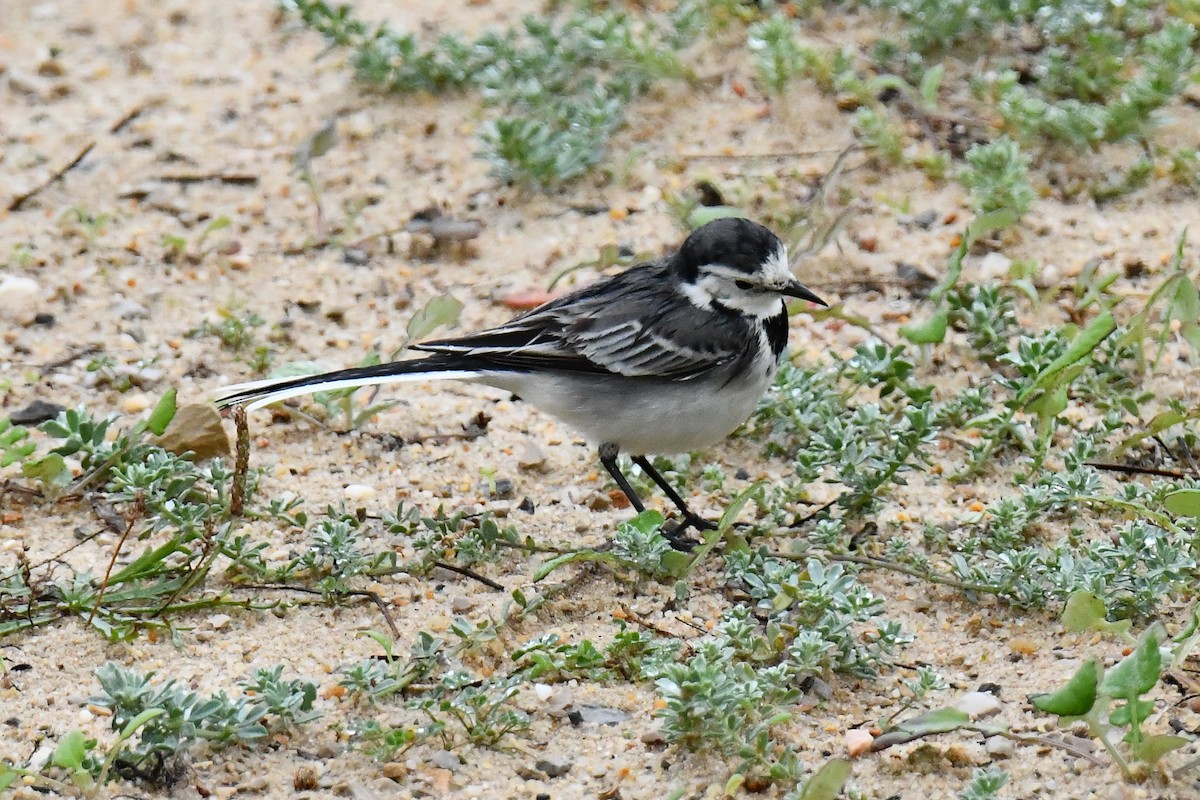 White Wagtail (British) - ML646933332