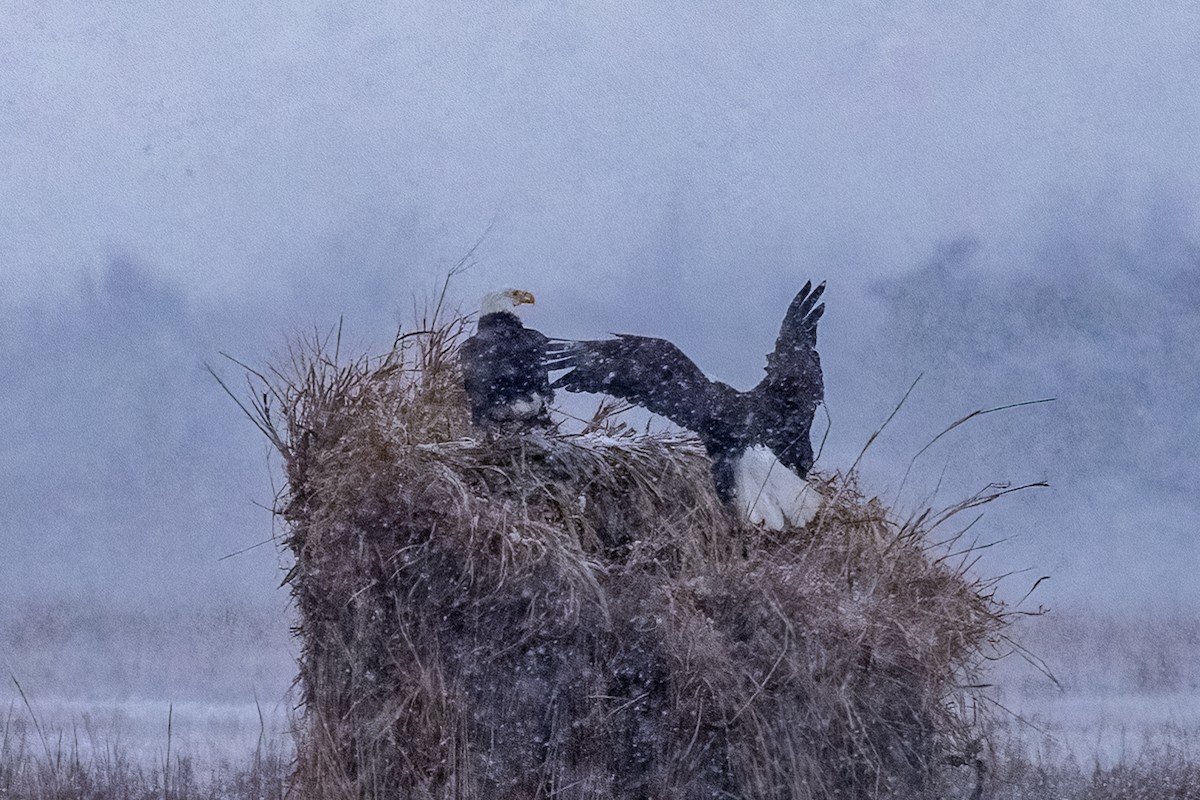 Weißkopf-Seeadler - ML646933341
