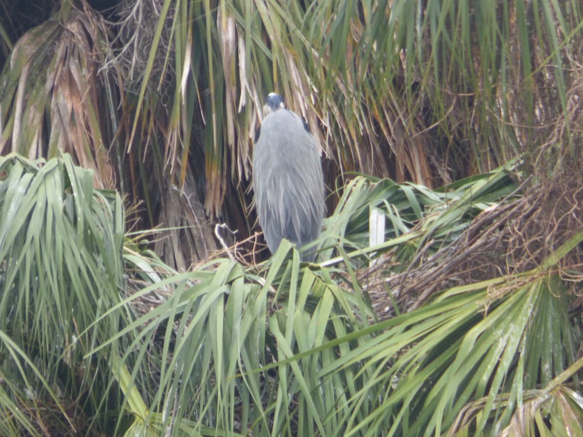 herodiashegre - ML646933343