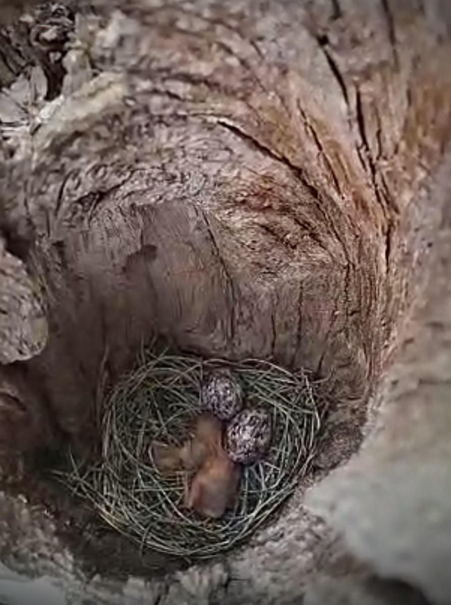 Streaked Flycatcher - ML646933349