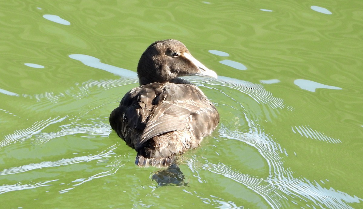 Пухівка зеленошия - ML646933352