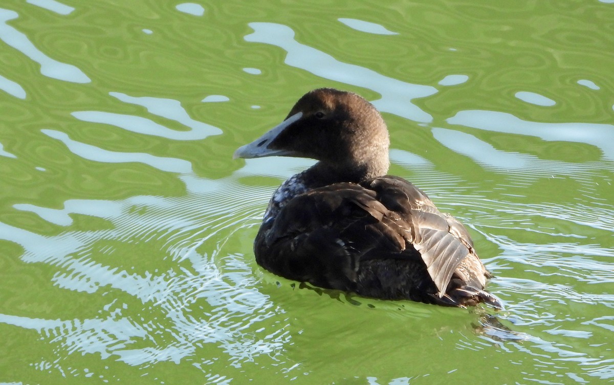 Пухівка зеленошия - ML646933353