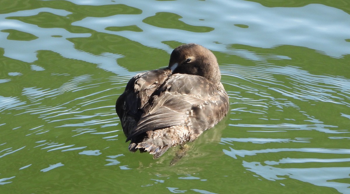 Пухівка зеленошия - ML646933354