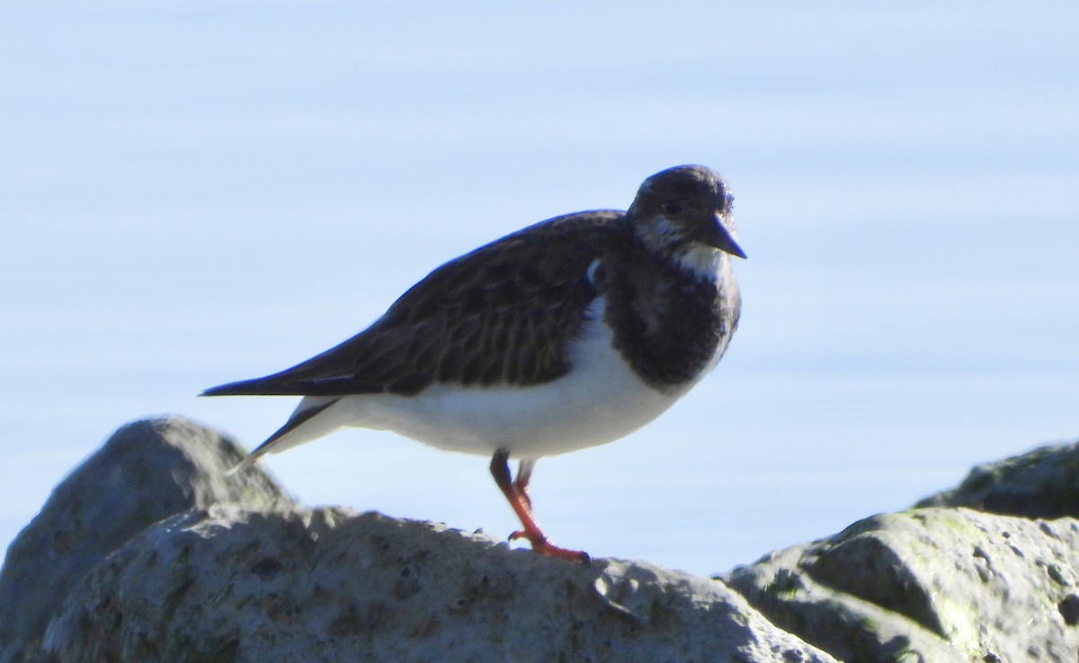 Крем'яшник звичайний - ML646933355