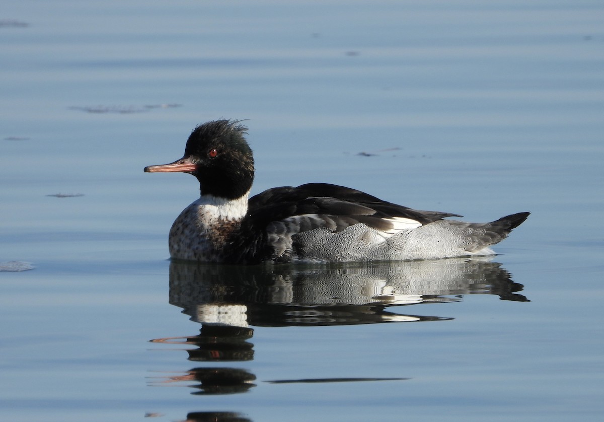 Крех середній - ML646933356