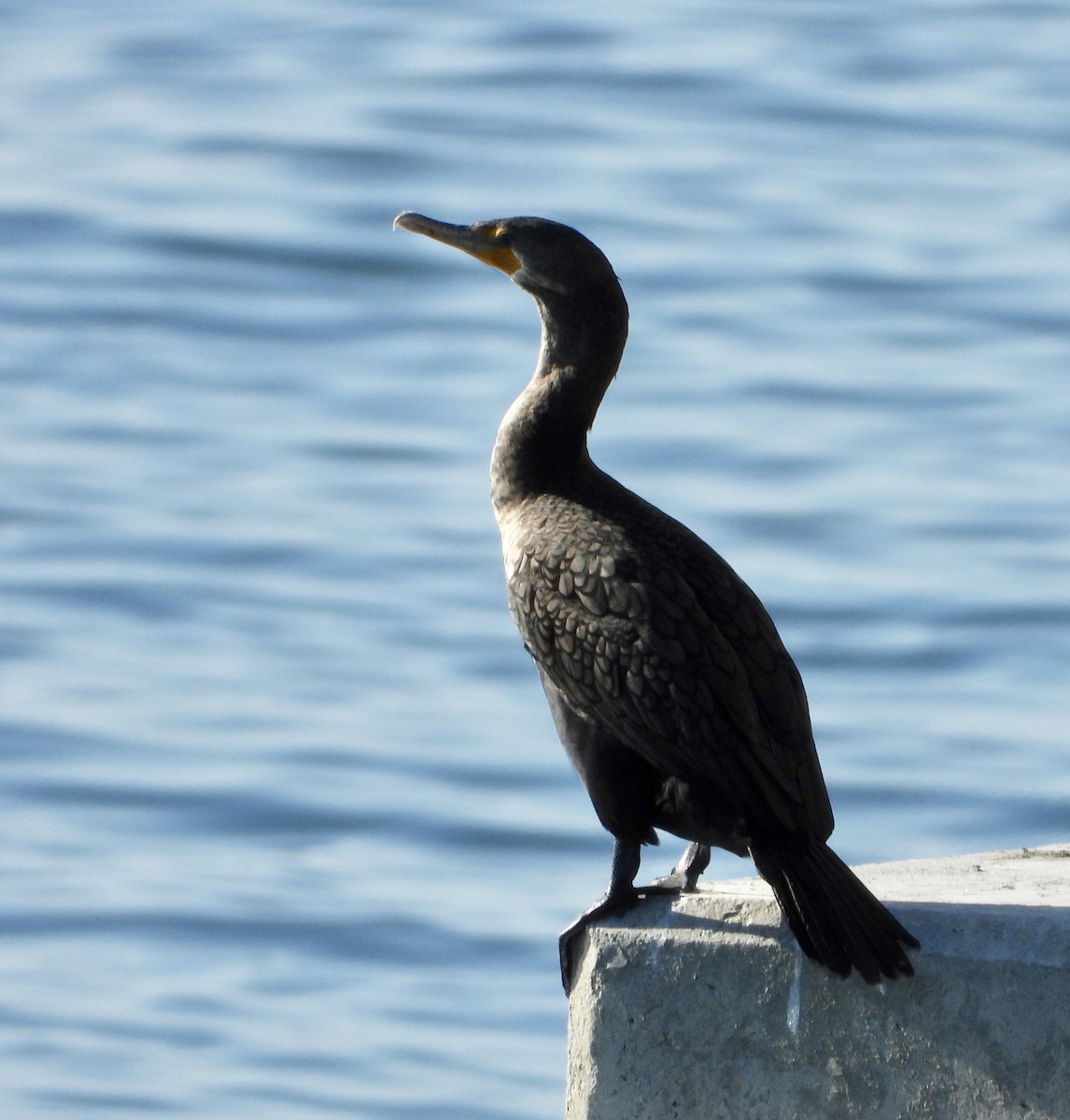 Баклан вухатий - ML646933357