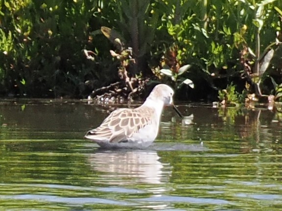 Curlew Sandpiper - ML646933361