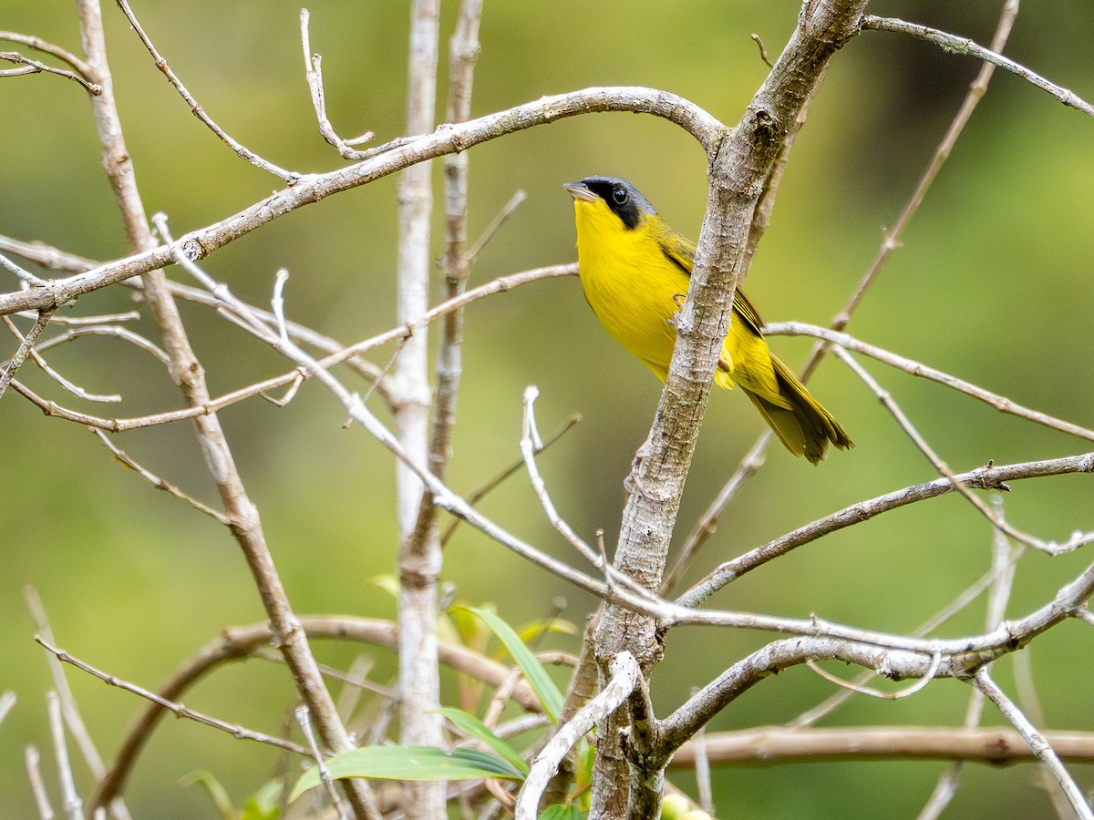 Brasiliengelbkehlchen - ML646933373