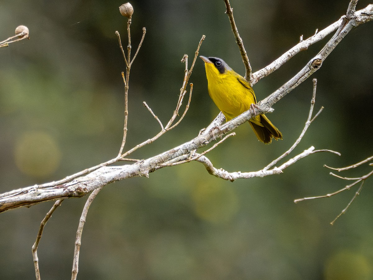 Brasiliengelbkehlchen - ML646933374