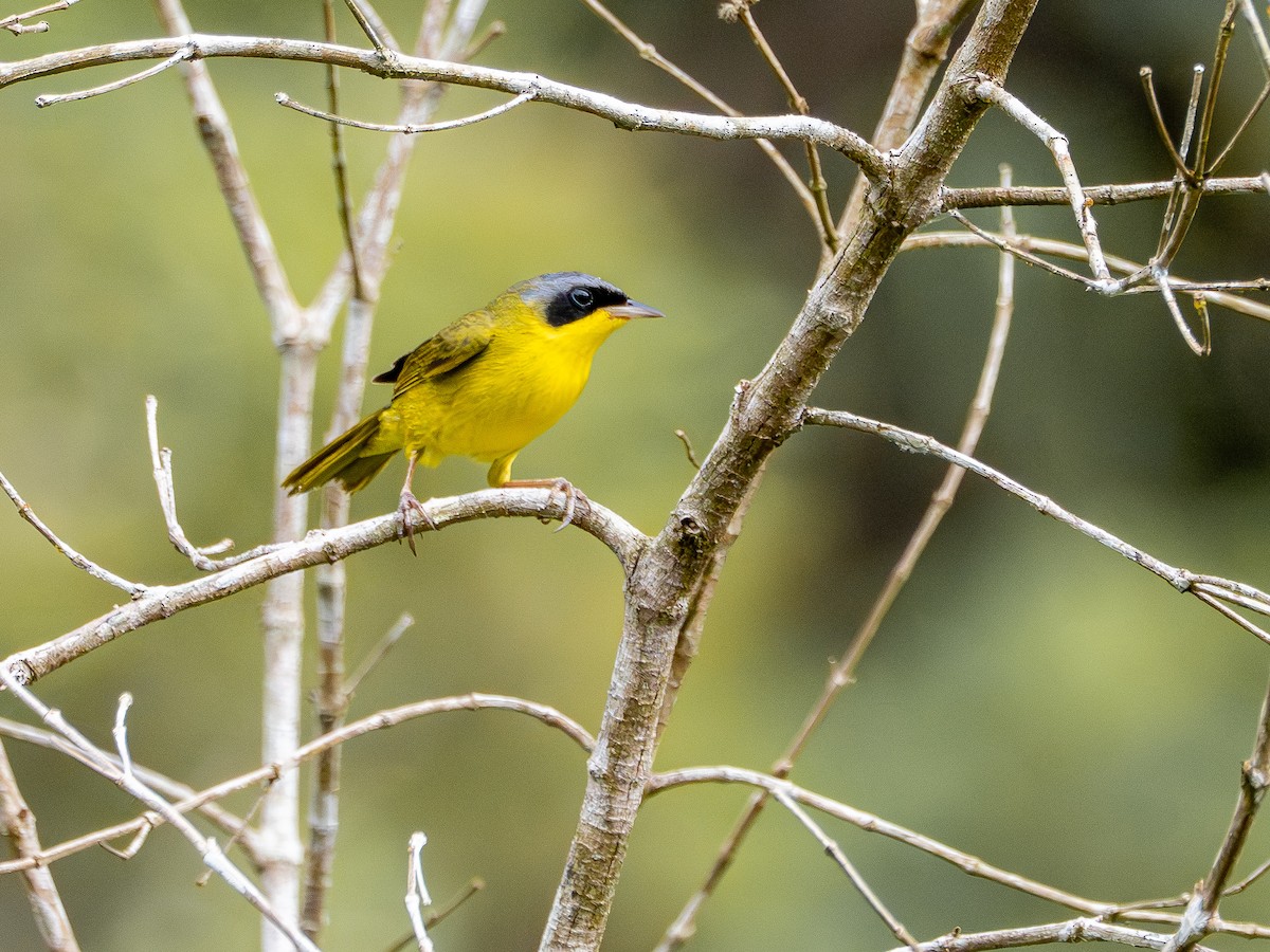 Brasiliengelbkehlchen - ML646933375