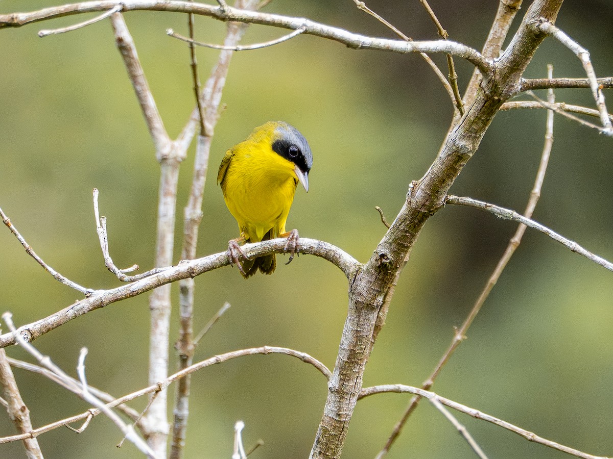 Brasiliengelbkehlchen - ML646933376