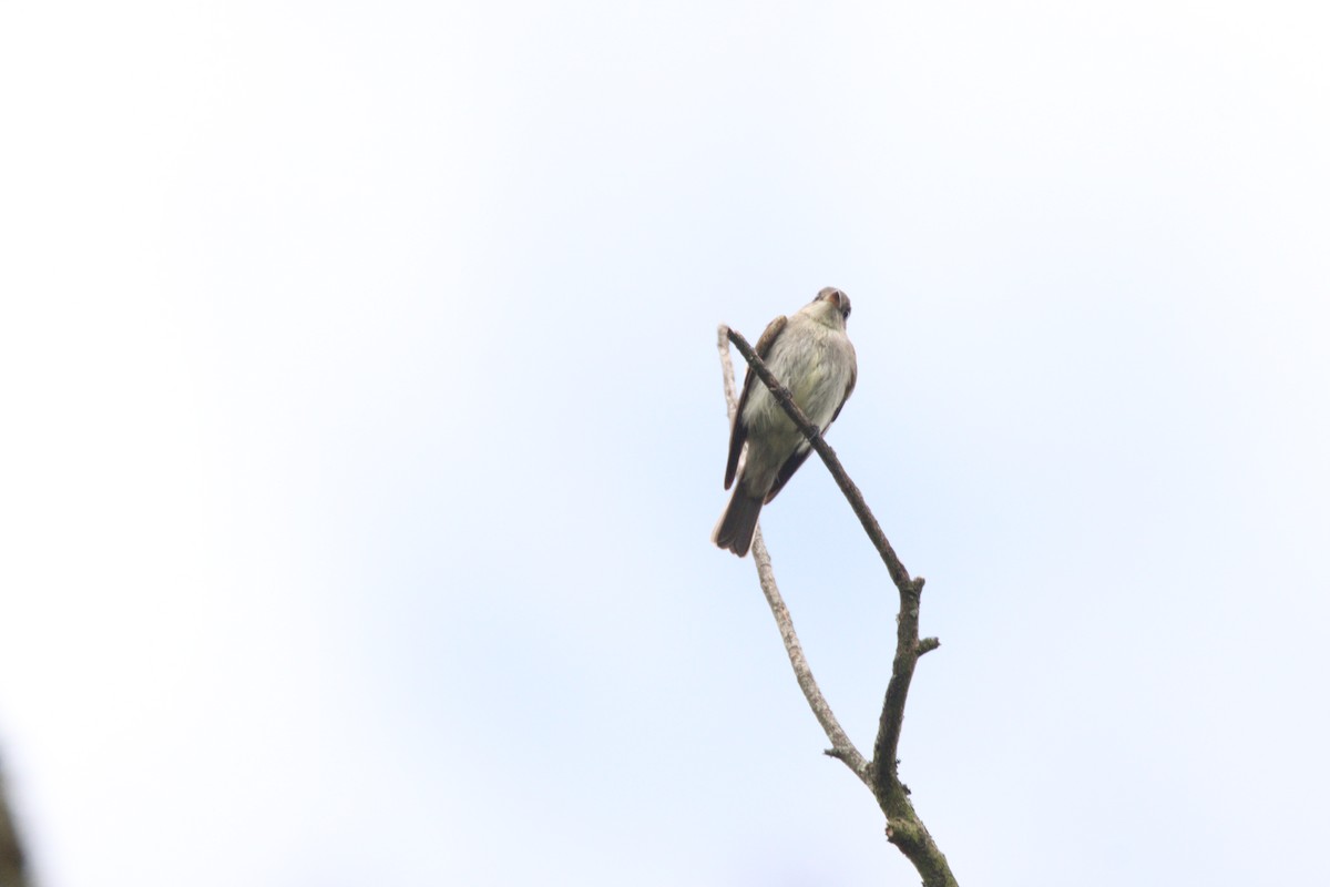 Western Wood-Pewee - ML646933378