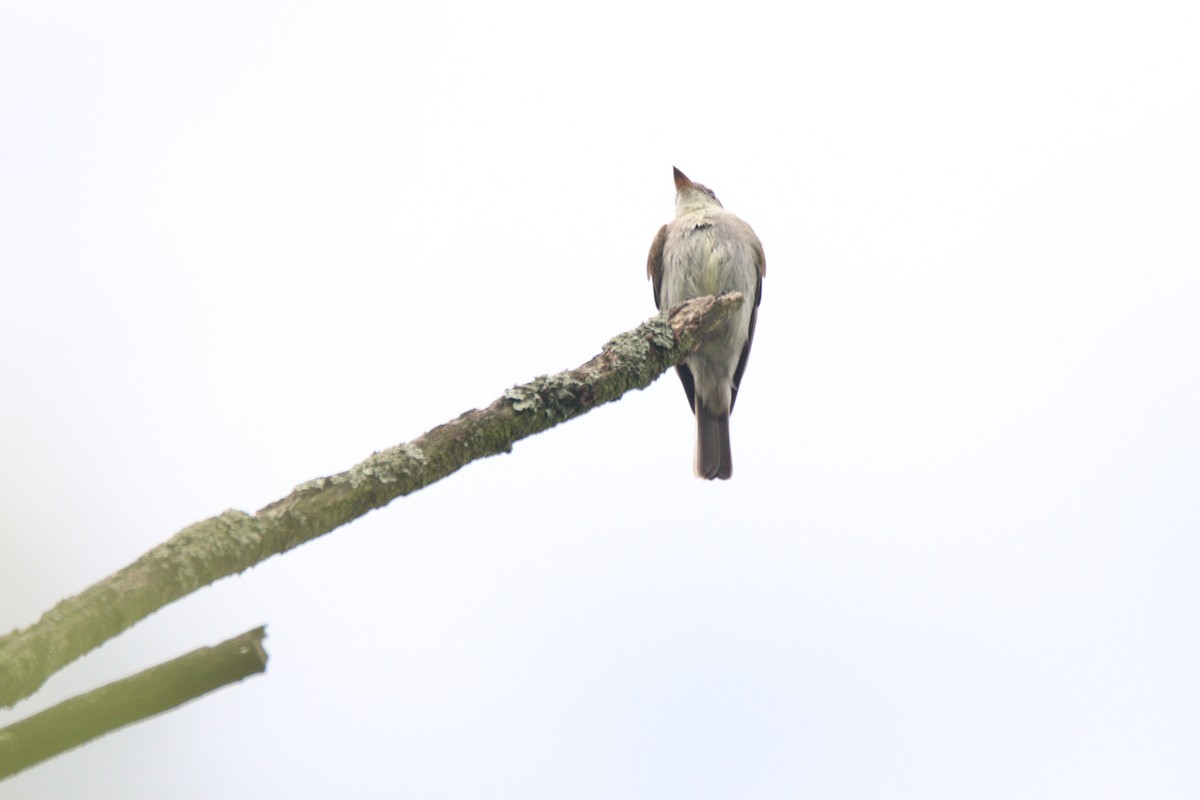 Western Wood-Pewee - ML646933379
