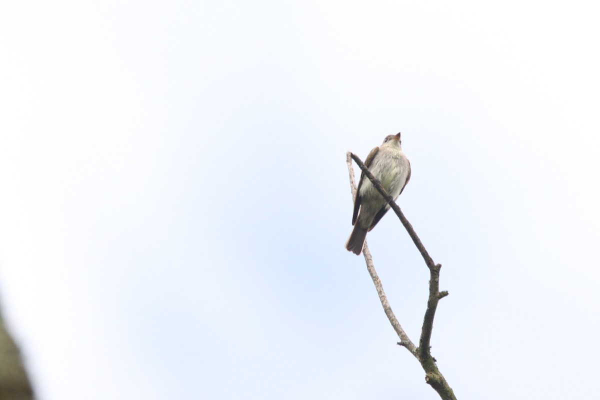 Western Wood-Pewee - ML646933380