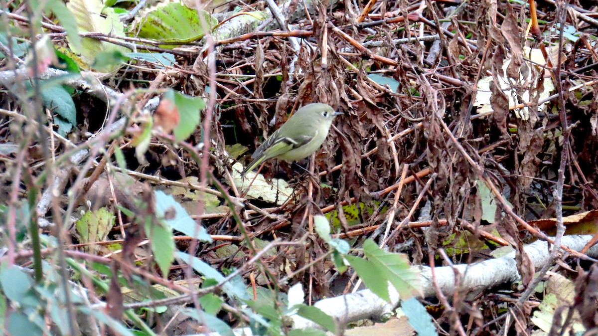 Erregetxo mottogorria - ML646933381