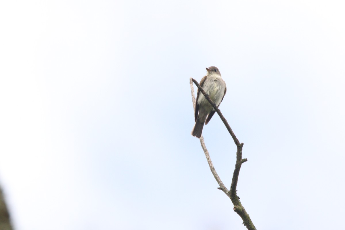Western Wood-Pewee - ML646933382