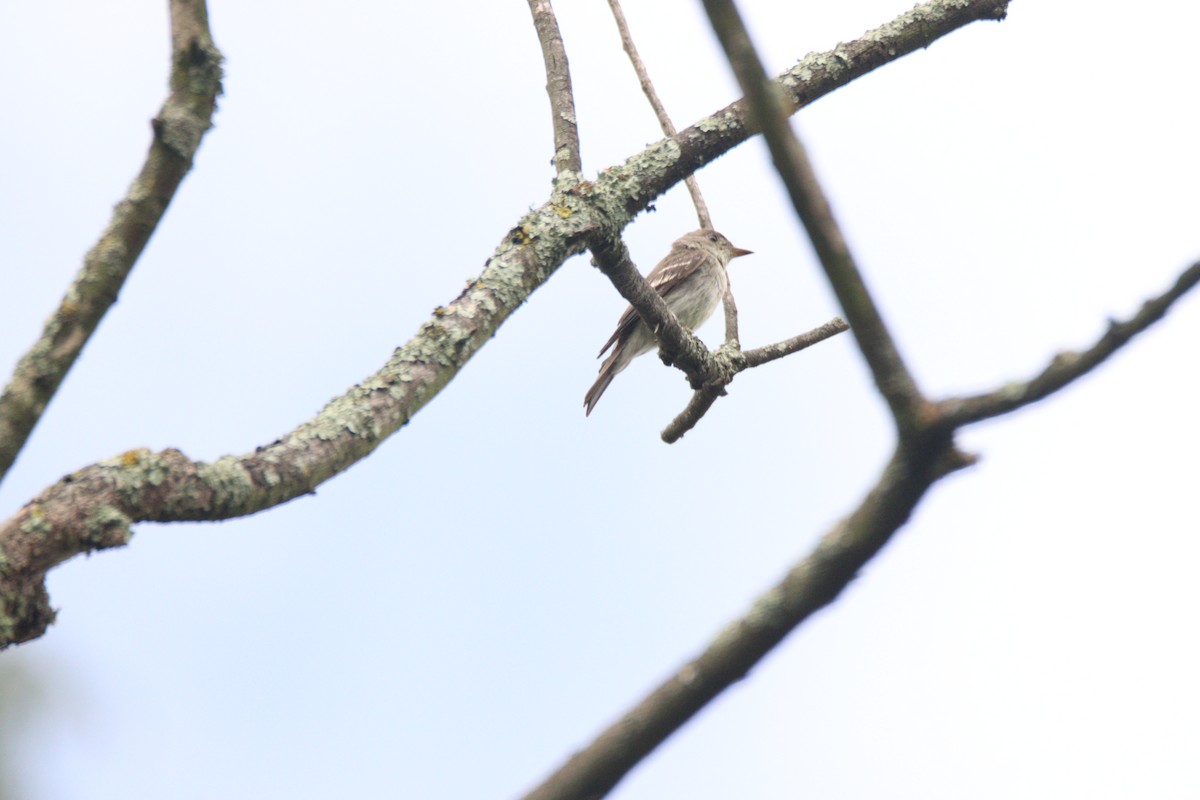 Western Wood-Pewee - ML646933383