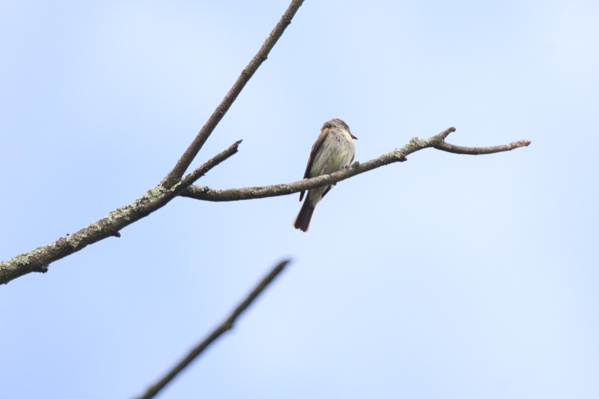 Western Wood-Pewee - ML646933384