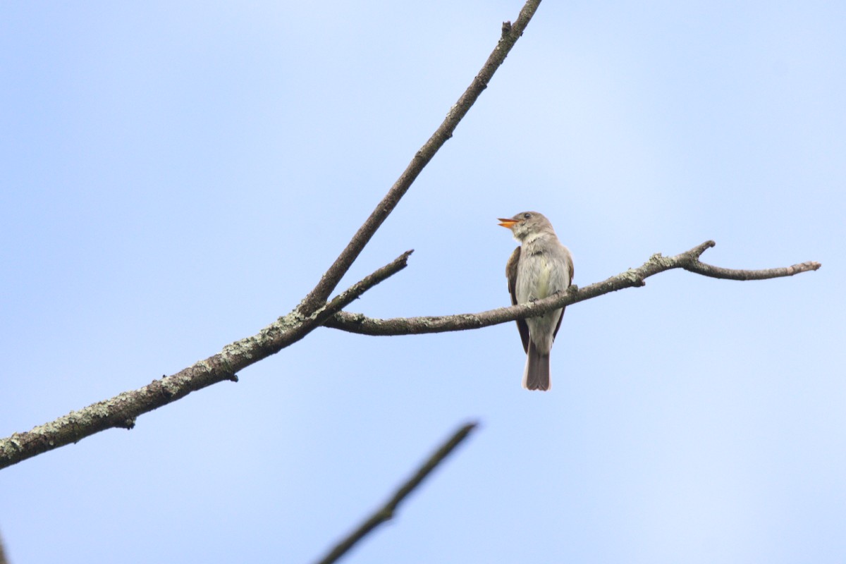 Western Wood-Pewee - ML646933385