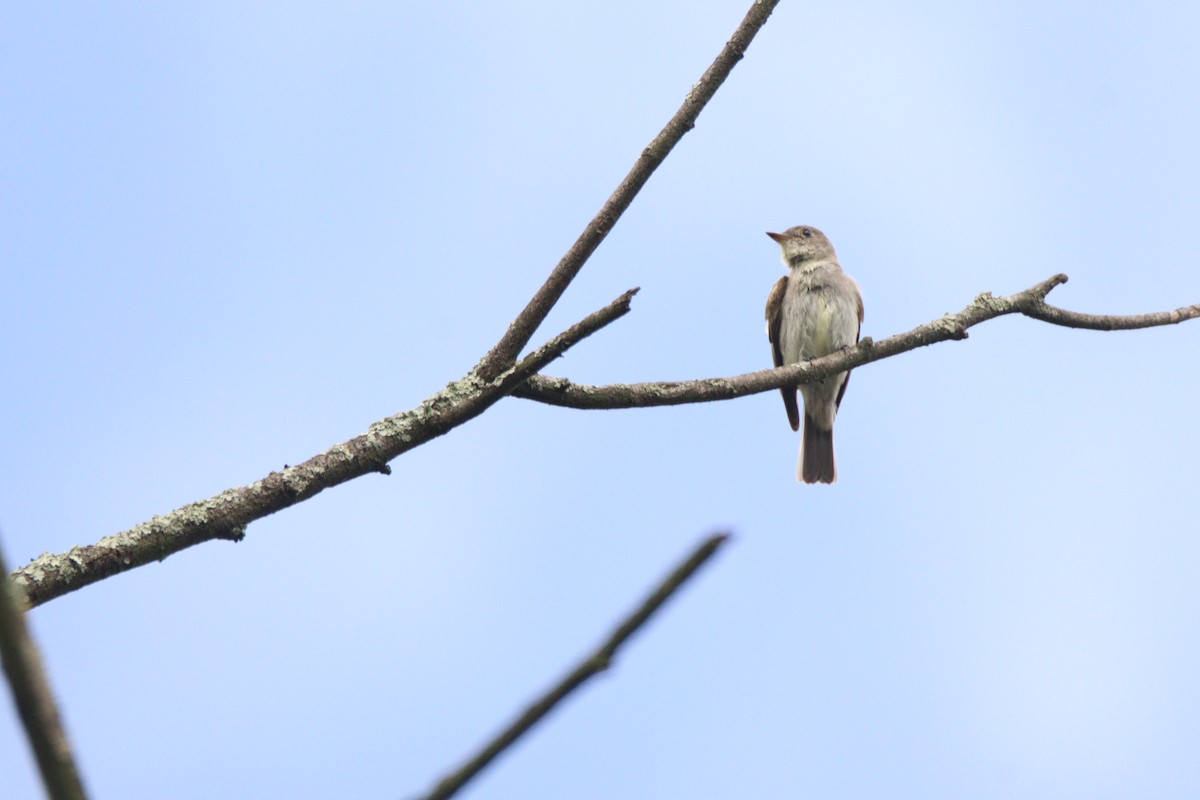 Western Wood-Pewee - ML646933386