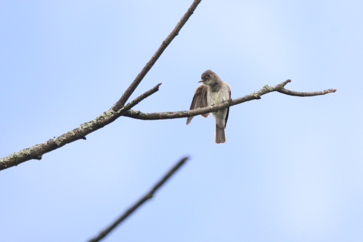 Western Wood-Pewee - ML646933387