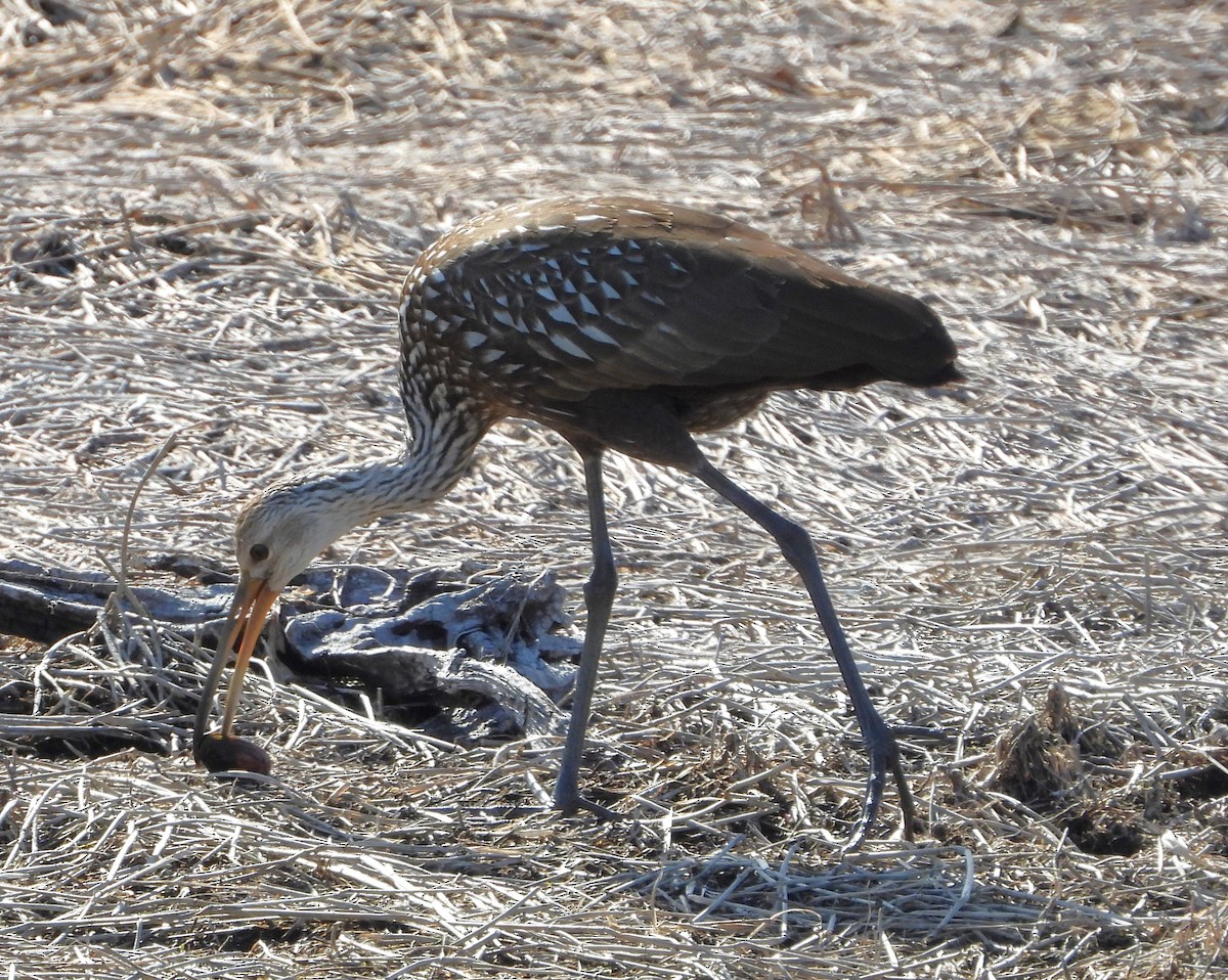 riksetrane - ML646933388