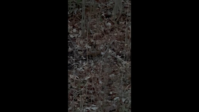 Слуква американська - ML646933390