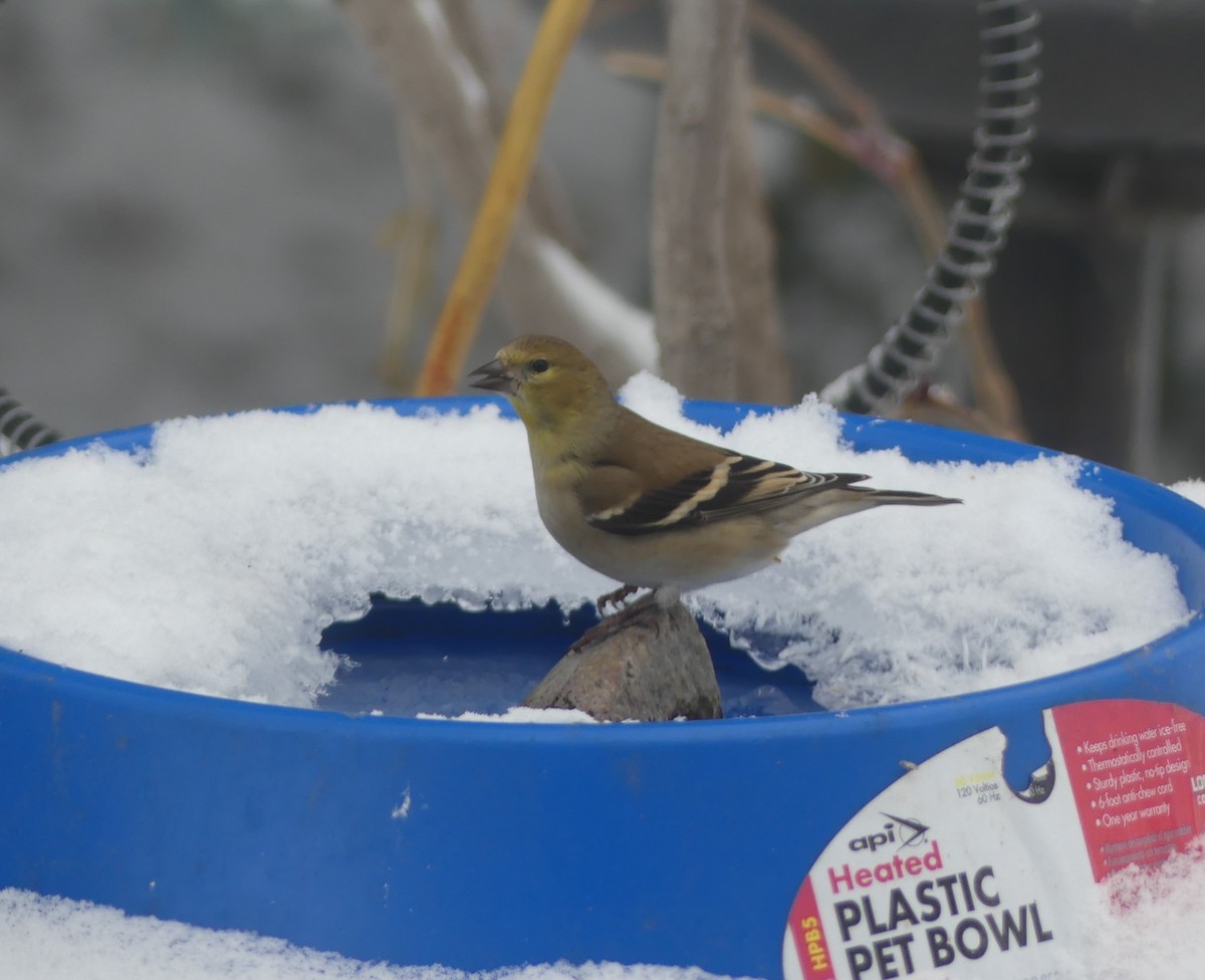 American Goldfinch - ML646933397