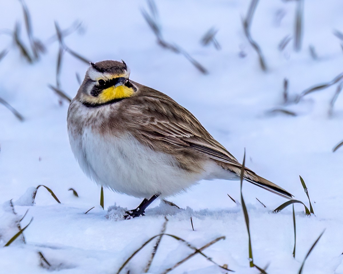 Ohrenlerche - ML646933400