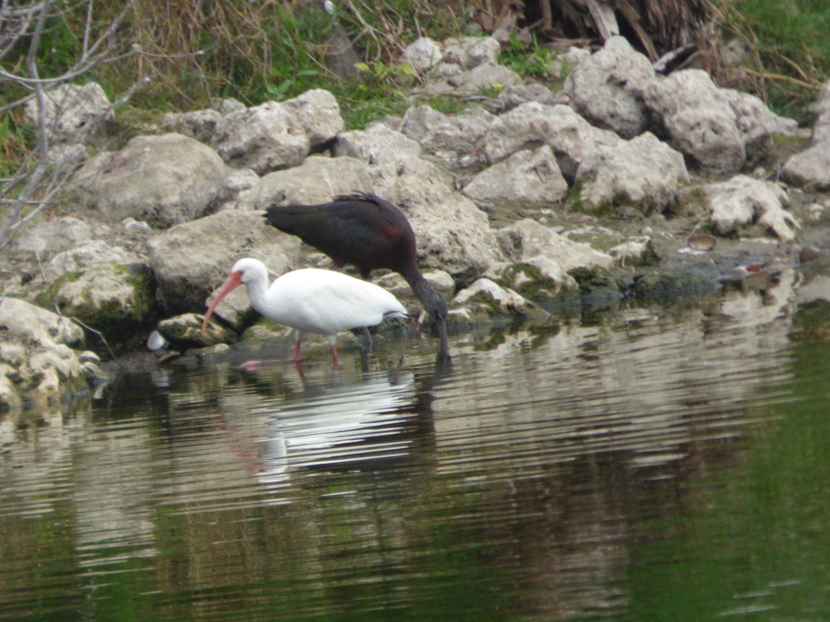 hvitibis - ML646933408