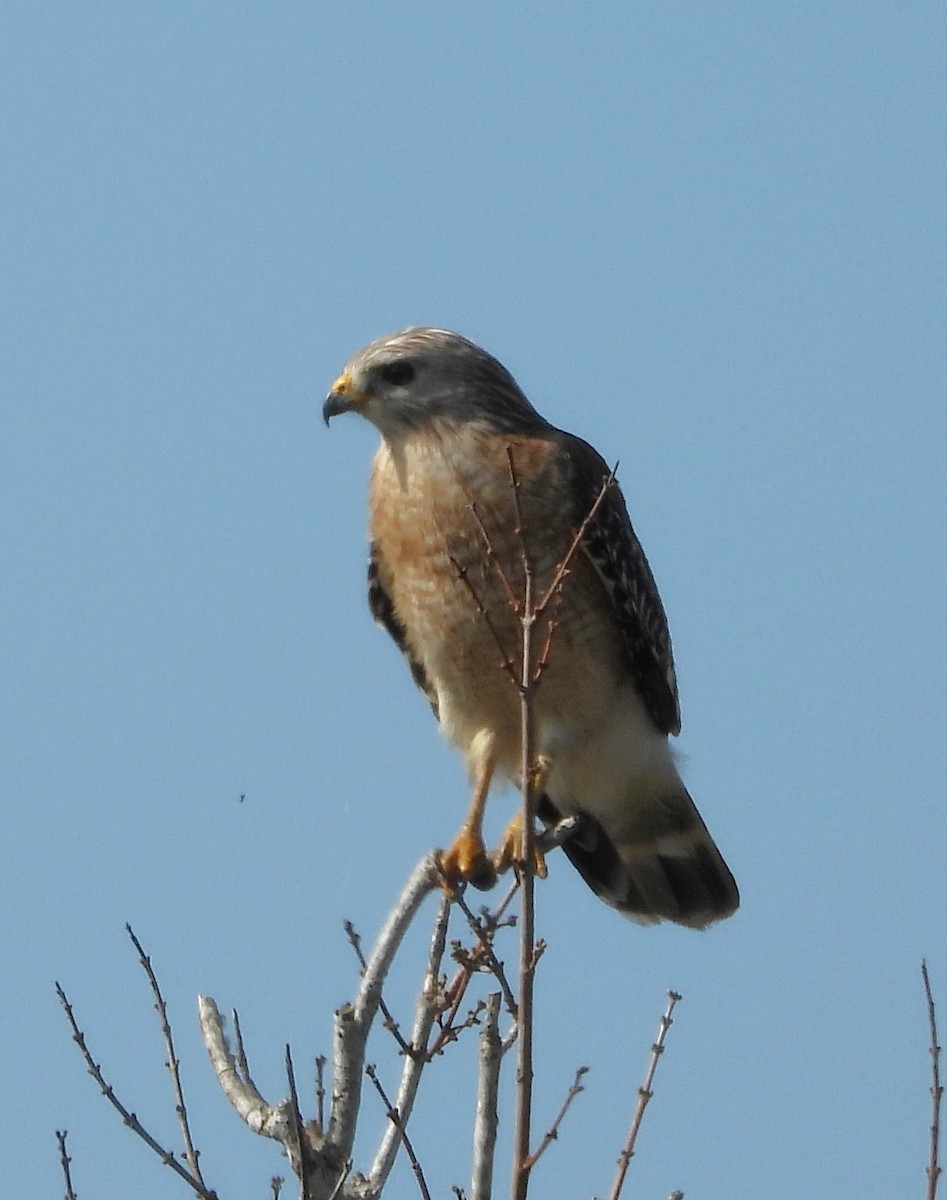 rødvingevåk - ML646933414