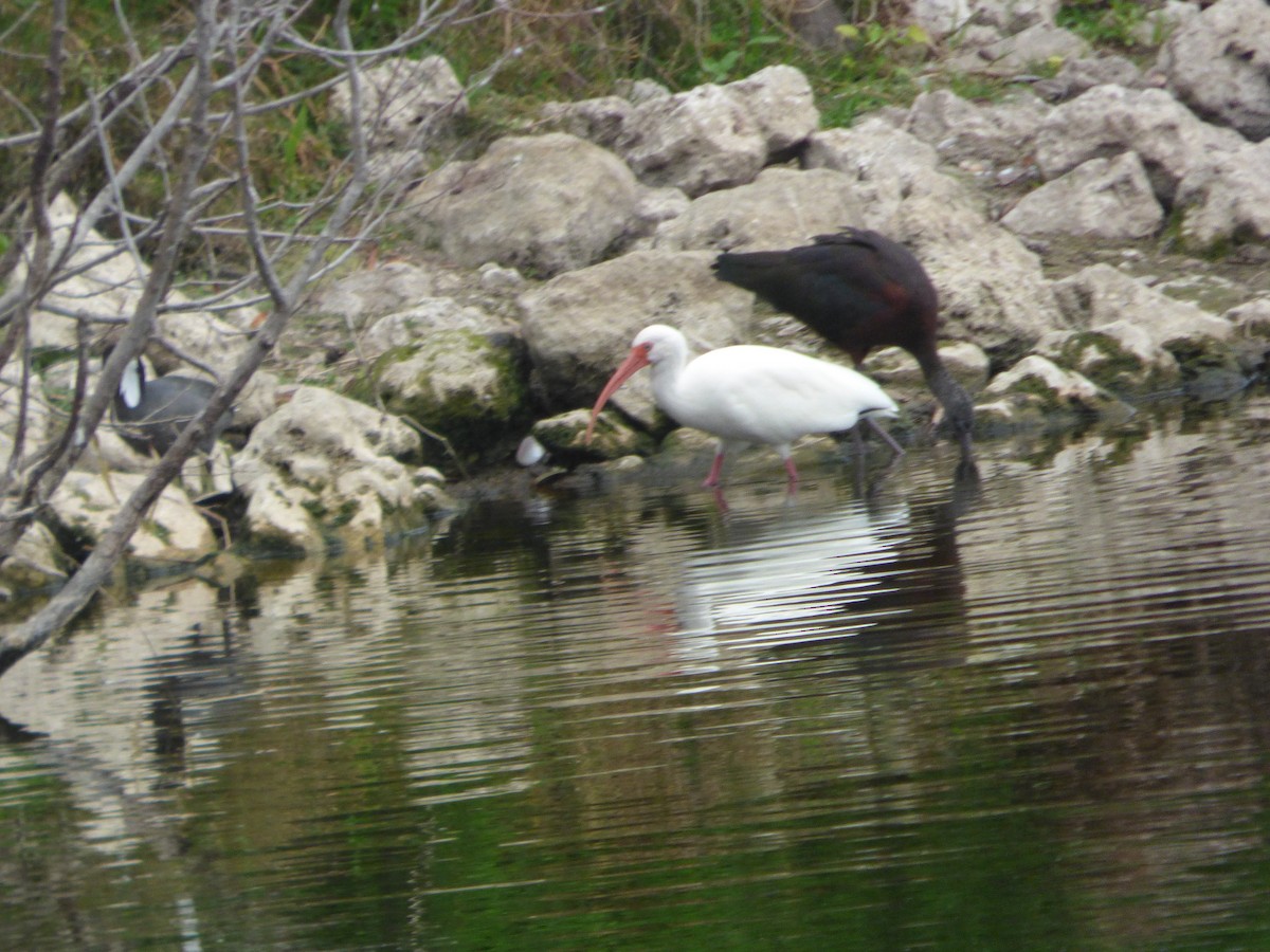 bronseibis - ML646933415