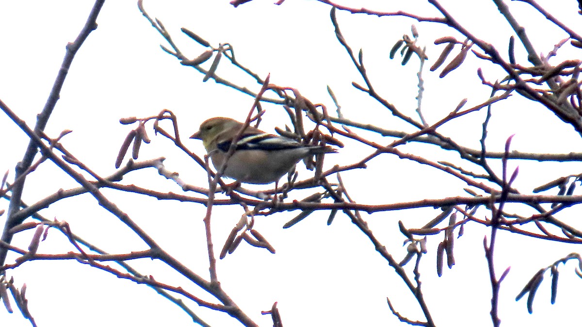 American Goldfinch - ML646933416