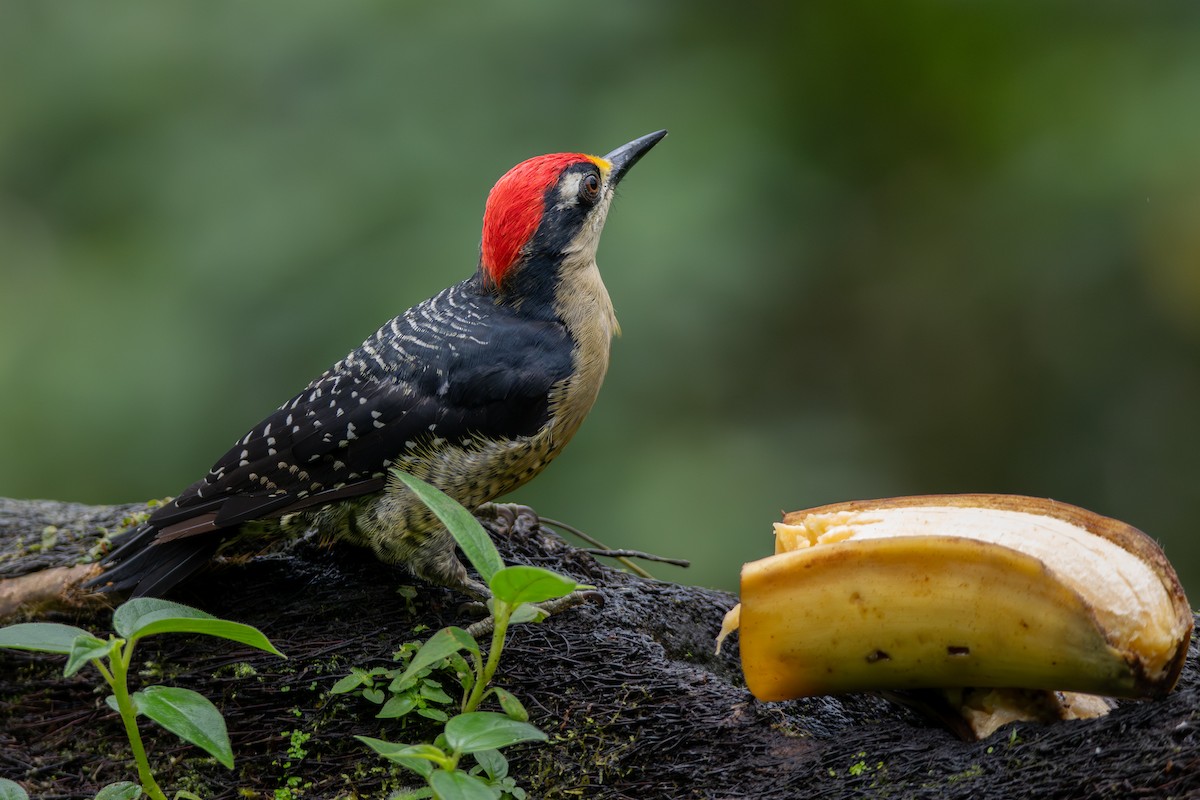 Pic de Pucheran - ML646933417