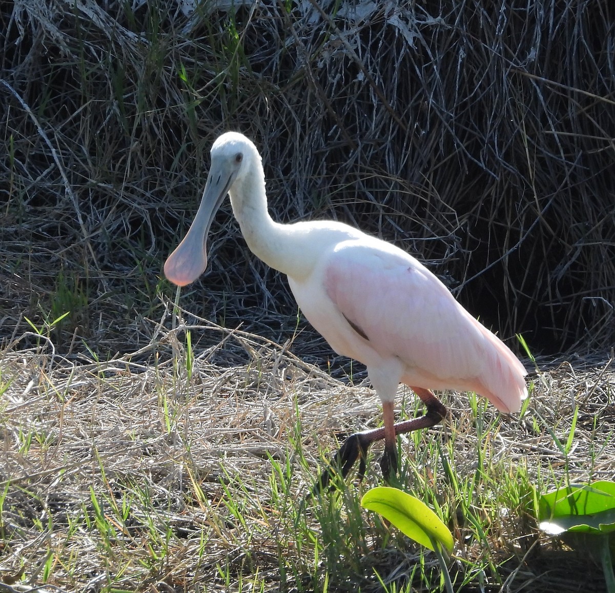 Roseate Spoonbill - ML646933427