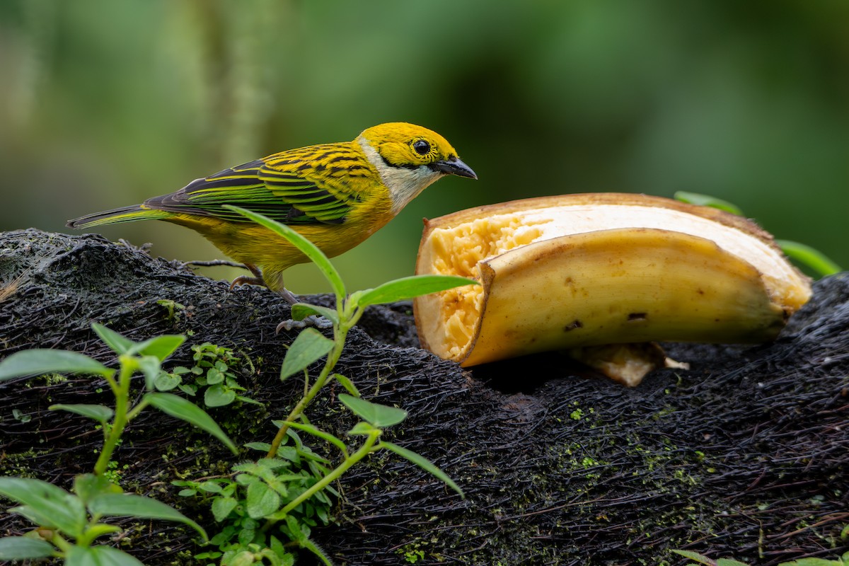 Calliste safran - ML646933432