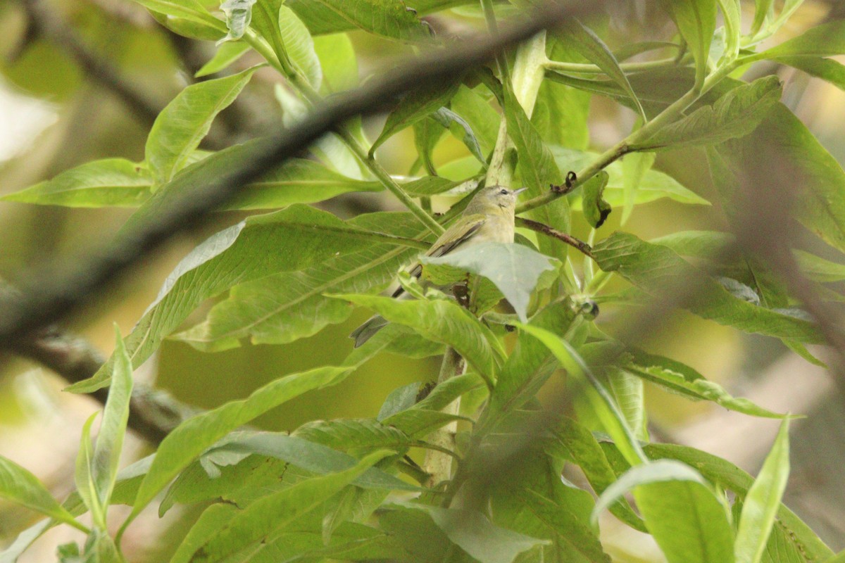 Tennessee Warbler - ML646933438