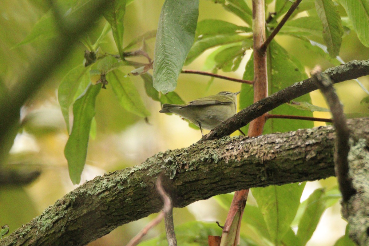 Tennessee Warbler - ML646933439