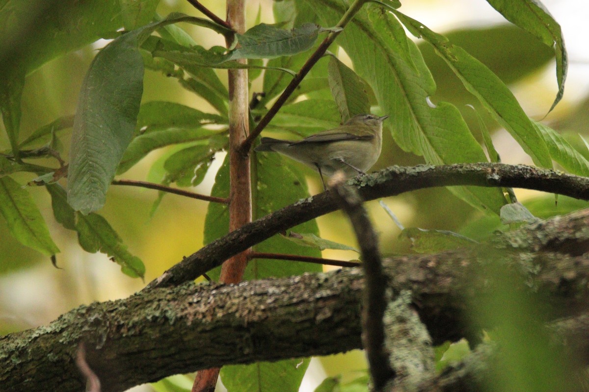 Tennessee Warbler - ML646933440