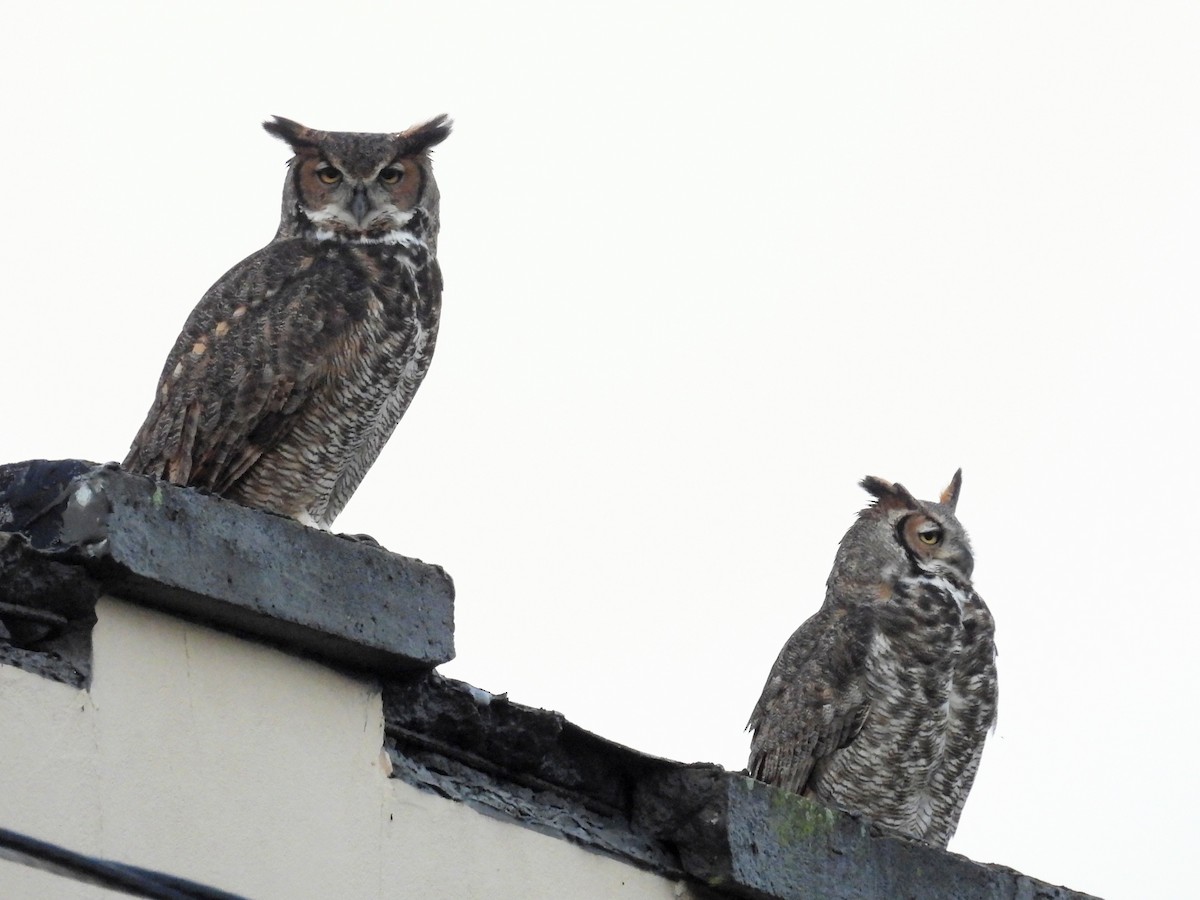 Great Horned Owl - ML646933441