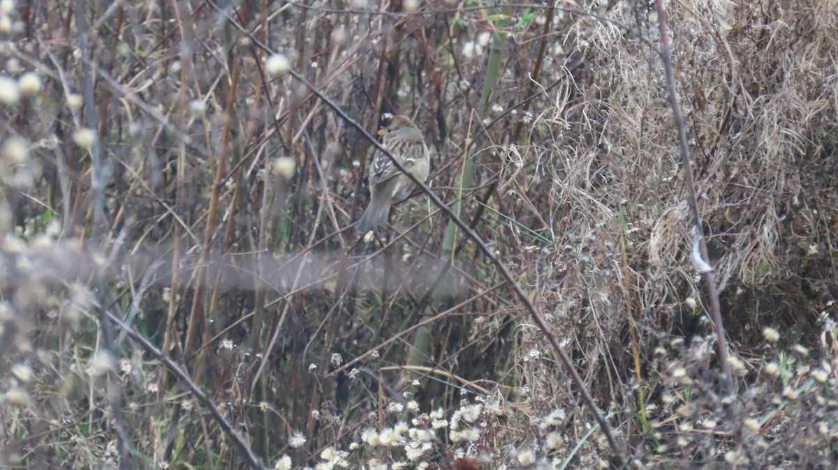 White-crowned Sparrow - ML646933452