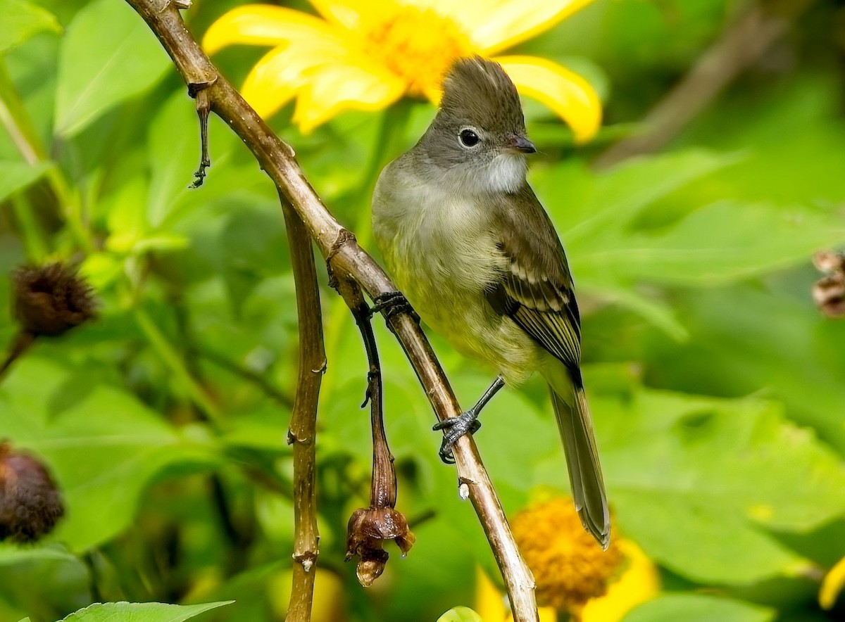 Yellow-bellied Elaenia - ML646933457