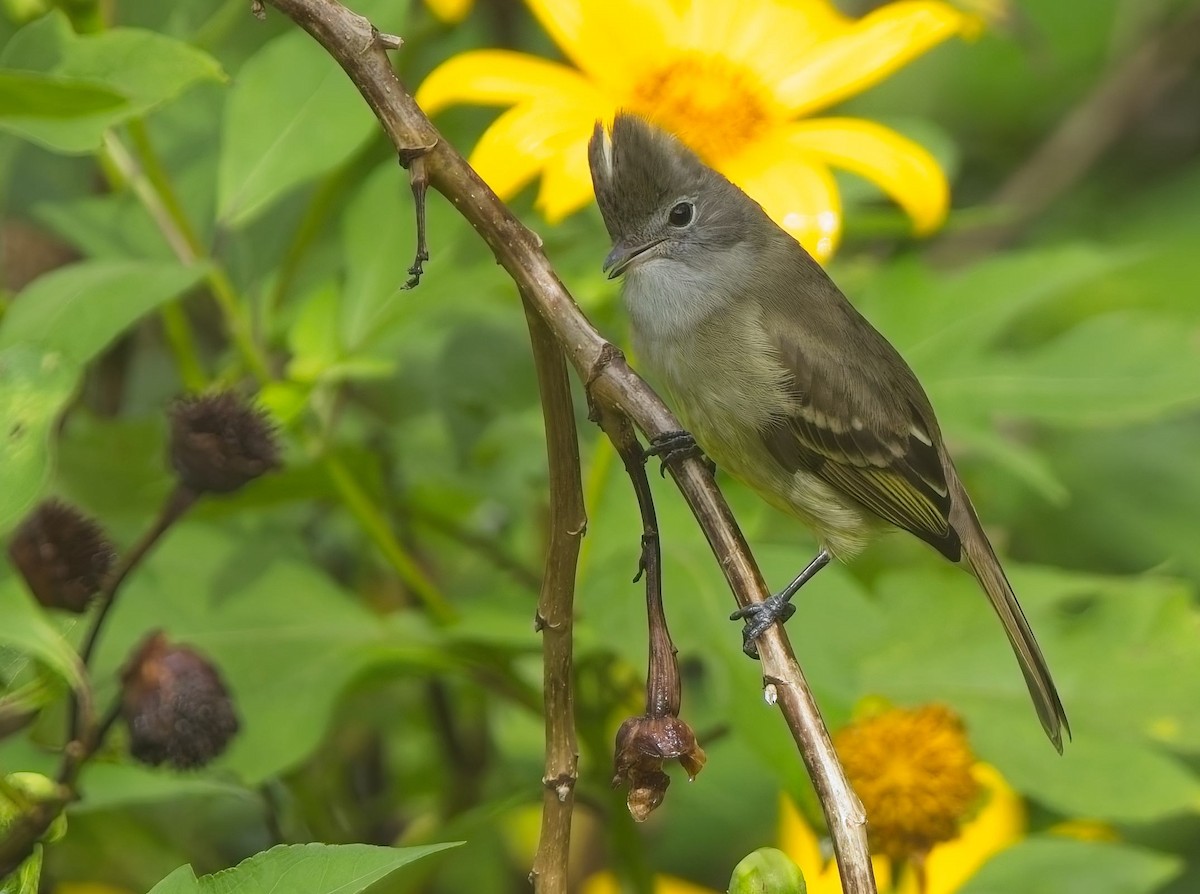 Yellow-bellied Elaenia - ML646933458