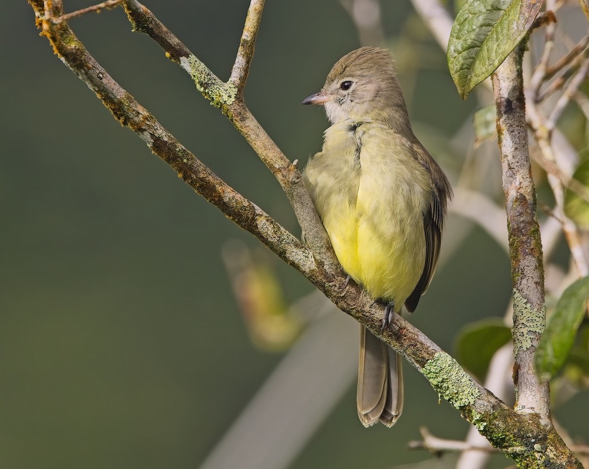 Yellow-bellied Elaenia - ML646933459
