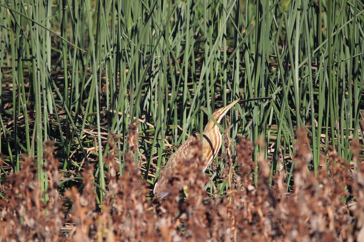 American Bittern - ML646933461