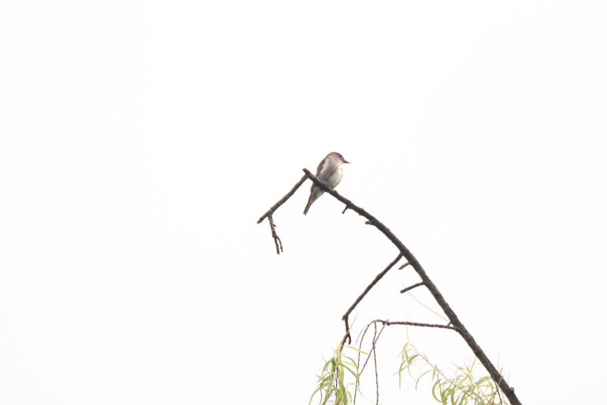 Olive-sided Flycatcher - ML646933462