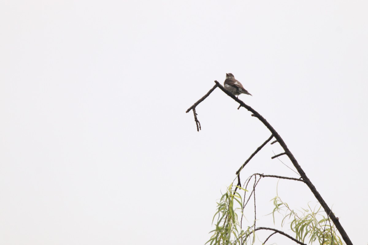 Olive-sided Flycatcher - ML646933463